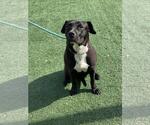 Small #3 American Pit Bull Terrier-Labrador Retriever Mix