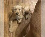 Small #3 Mutt