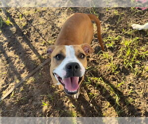 American Staffordshire Terrier Dogs for adoption in Ocala, FL, USA