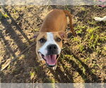 WINIFRED - Female American Staffordshire Terrier Dog for Adoption - Small photo