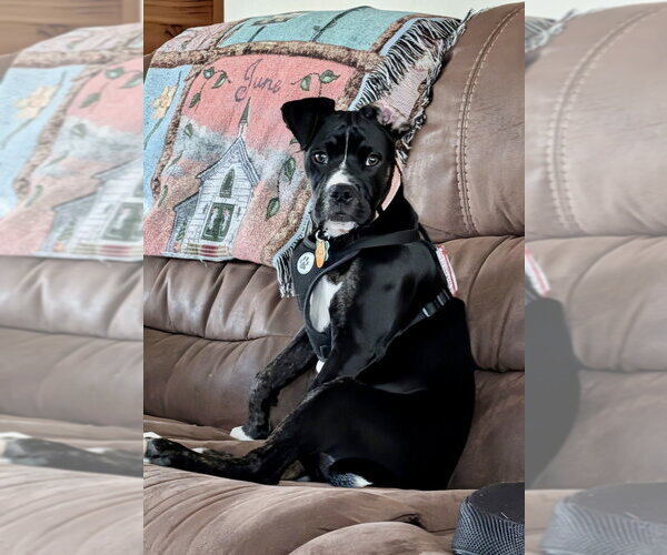 Medium Photo #1 Boxer-Unknown Mix Puppy For Sale in Springdale, PA, USA