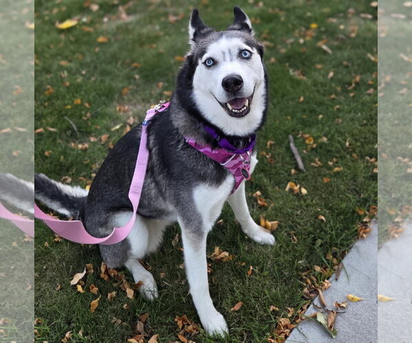 Medium Photo #3 Siberian Husky Puppy For Sale in Fargo, ND, USA