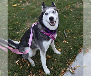 Sweatpants - Female Siberian Husky Dog for Adoption - Photo #3