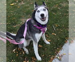 Small Photo #3 Siberian Husky Puppy For Sale in Fargo, ND, USA