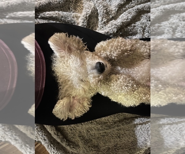 Medium Photo #1 Goldendoodle Puppy For Sale in VANCOUVER, WA, USA