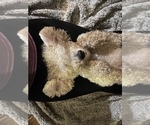 Small Photo #1 Goldendoodle Puppy For Sale in VANCOUVER, WA, USA