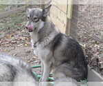 Small Photo #1 Wolf Hybrid Puppy For Sale in BECKLEY, WV, USA