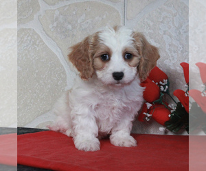 Cavachon Puppy for sale in GORDONVILLE, PA, USA