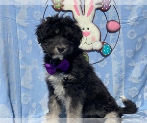Poodle (Standard)-Siberian Husky Mix Puppy for sale in LANCASTER, PA, USA