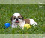 Small #7 Shih Tzu