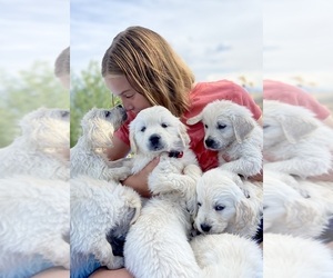 English Cream Golden Retriever Puppy for sale in PAYSON, UT, USA