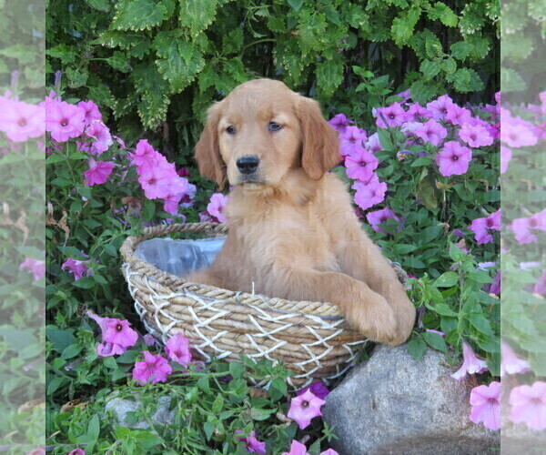 Medium Photo #1 Golden Retriever Puppy For Sale in THORP, WI, USA