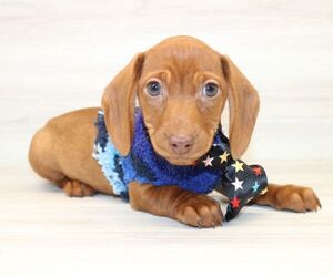 Dachshund Puppy for sale in LAS VEGAS, NV, USA