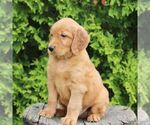 Small #2 Golden Irish