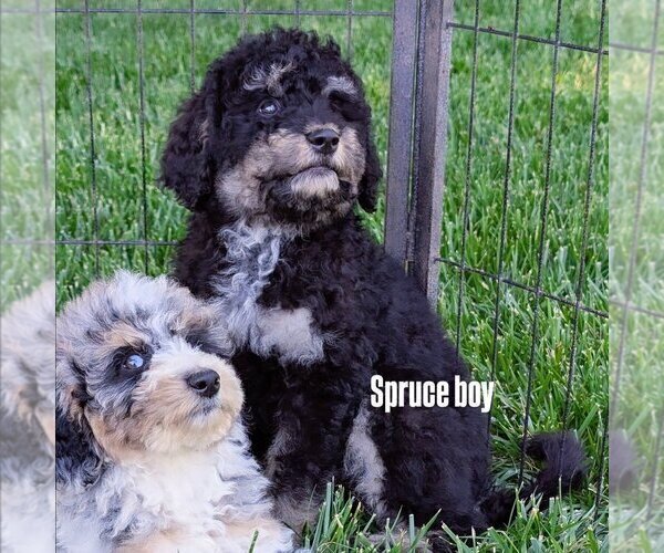 Medium Photo #1 Bernedoodle-Golden Mountain Dog Mix Puppy For Sale in DAVIS, CA, USA