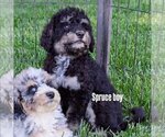 Puppy SPRUCE Bernedoodle-Golden Mountain Dog Mix