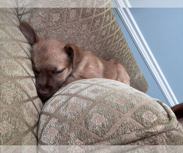 Medium Photo #16 Chiranian Puppy For Sale in Dana Point, CA, USA