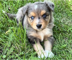 Miniature Australian Shepherd Puppy for sale in MC LEAN, IL, USA