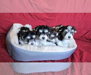 Morkie Puppy for sale in CORNERSVILLE, TN, USA