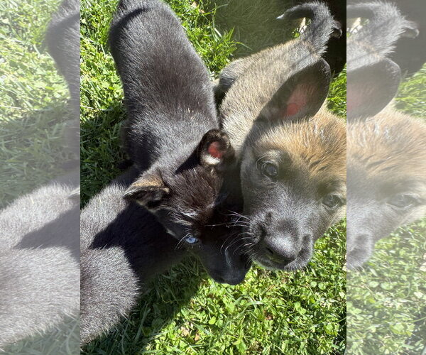 Medium Photo #6 Siberian Husky-Unknown Mix Puppy For Sale in Holly Springs, NC, USA