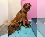 Small #1 Mutt