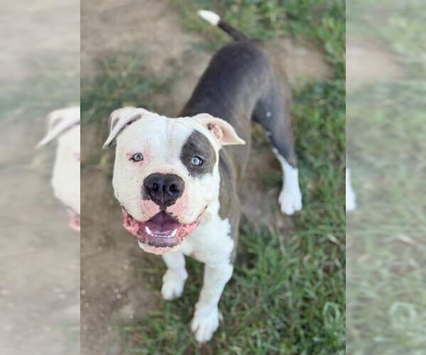 Medium Photo #2 American Pit Bull Terrier Puppy For Sale in Riverside, CA, USA
