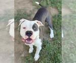 Small #1 American Pit Bull Terrier