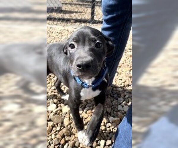Medium Photo #4 American Pit Bull Terrier-Unknown Mix Puppy For Sale in Oskaloosa, IA, USA