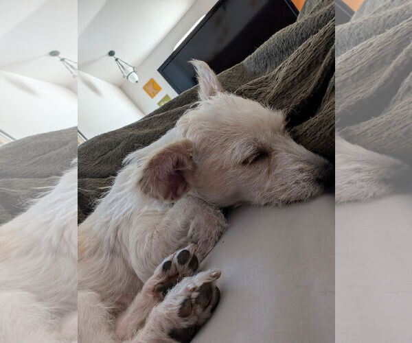 Medium Photo #3 Chihuahua-Unknown Mix Puppy For Sale in San Bernardino , CA, USA