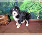 Small Photo #9 Bernedoodle Puppy For Sale in BLACK FOREST, CO, USA