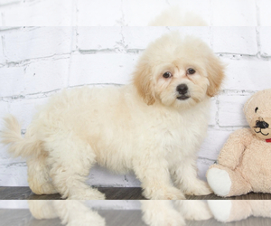 ShihPoo Puppy for sale in RED LION, PA, USA