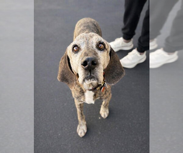 Medium Photo #11 Mutt Puppy For Sale in Salt Lake City, UT, USA