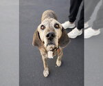 Small #10 Mutt