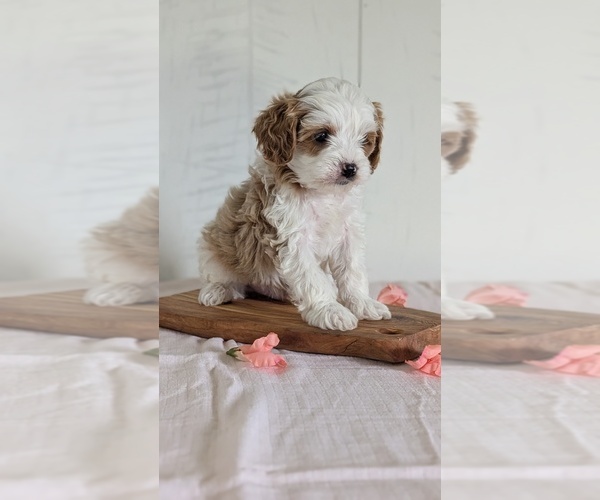 Medium Photo #11 Cavapoo (Miniature) Puppy For Sale in GOSHEN, IN, USA