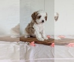 Small #10 Cavapoo (Miniature)