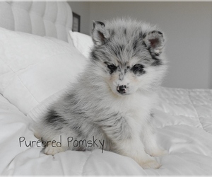 Pomsky Puppy for sale in KANSAS CITY, MO, USA