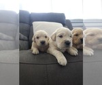 Litter of 8 - Male(s) and Female(s) Golden RetrieverLitter of Puppies for Sale - Photo #2