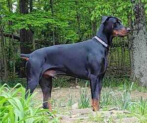 Father of the Doberman Pinscher puppies born on 12/25/2023