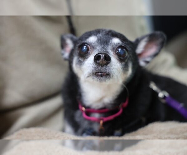 Medium Photo #15 Chihuahua-Unknown Mix Puppy For Sale in Mundelein, IL, USA