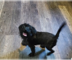 Doodle Puppy for sale in GOSHEN, IN, USA