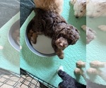 Puppy Devins Aussiedoodle