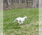 Small #10 American Pit Bull Terrier Mix