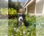 Small Photo #2 Poodle (Miniature)-Unknown Mix Puppy For Sale in Fresno, CA, USA