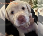 Small Photo #4 Labrador Retriever Puppy For Sale in NEW CANEY, TX, USA