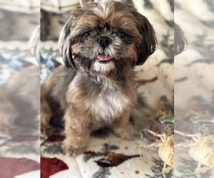 Mother of the Shih Tzu puppies born on 10/08/2025