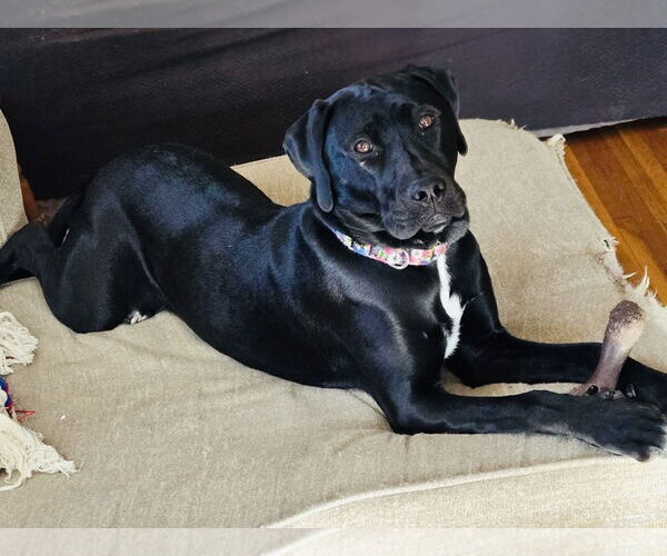 Medium Photo #2 American Pit Bull Terrier-Labrador Retriever Mix Puppy For Sale in Princeton, MN, USA