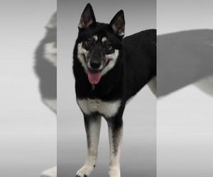 Huskies -Unknown Mix Dogs for adoption in Thief River Falls, MN, USA