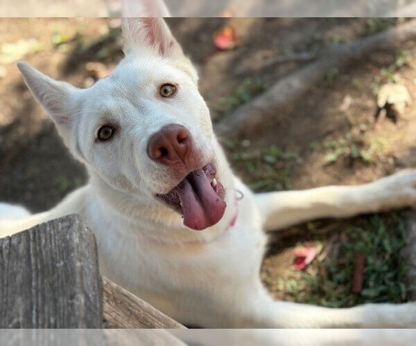 Medium Photo #1 Siberian Husky-Unknown Mix Puppy For Sale in Tulsa, OK, USA