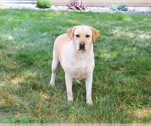 Mother of the Labrador Retriever puppies born on 03/03/2025