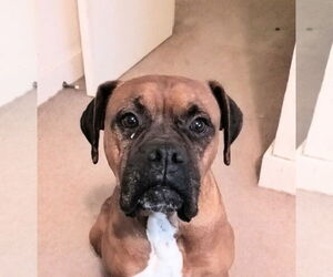 Boxer Dogs for adoption in  Katy, TX, USA